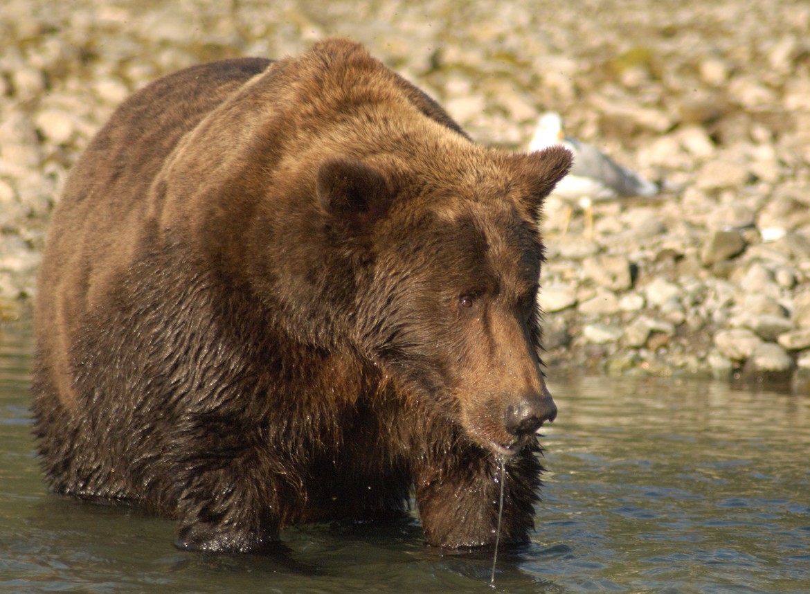 Brown Bear, Katmai, USA