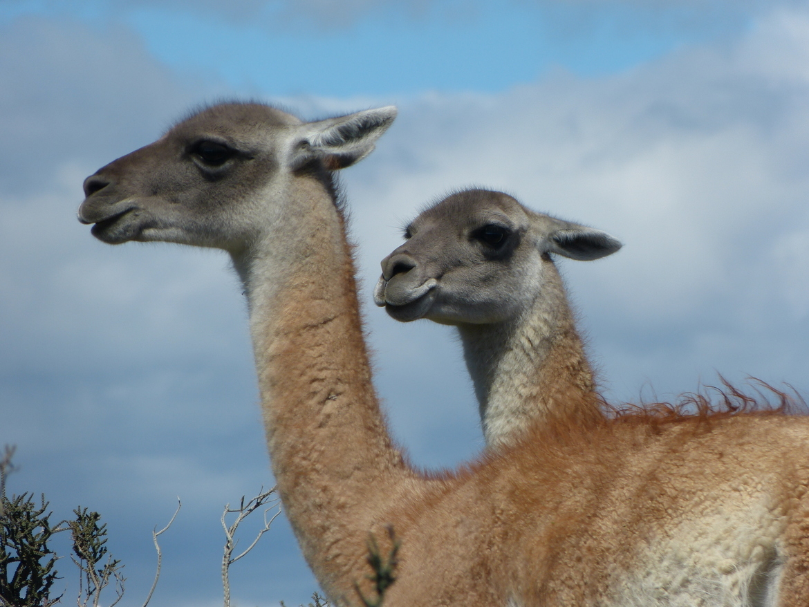 Guanaco, Torres Del Paine National Park, Chile