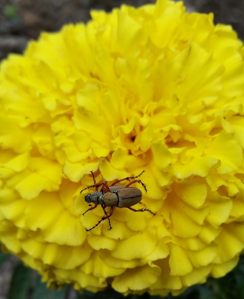 Beetles, New England, USA