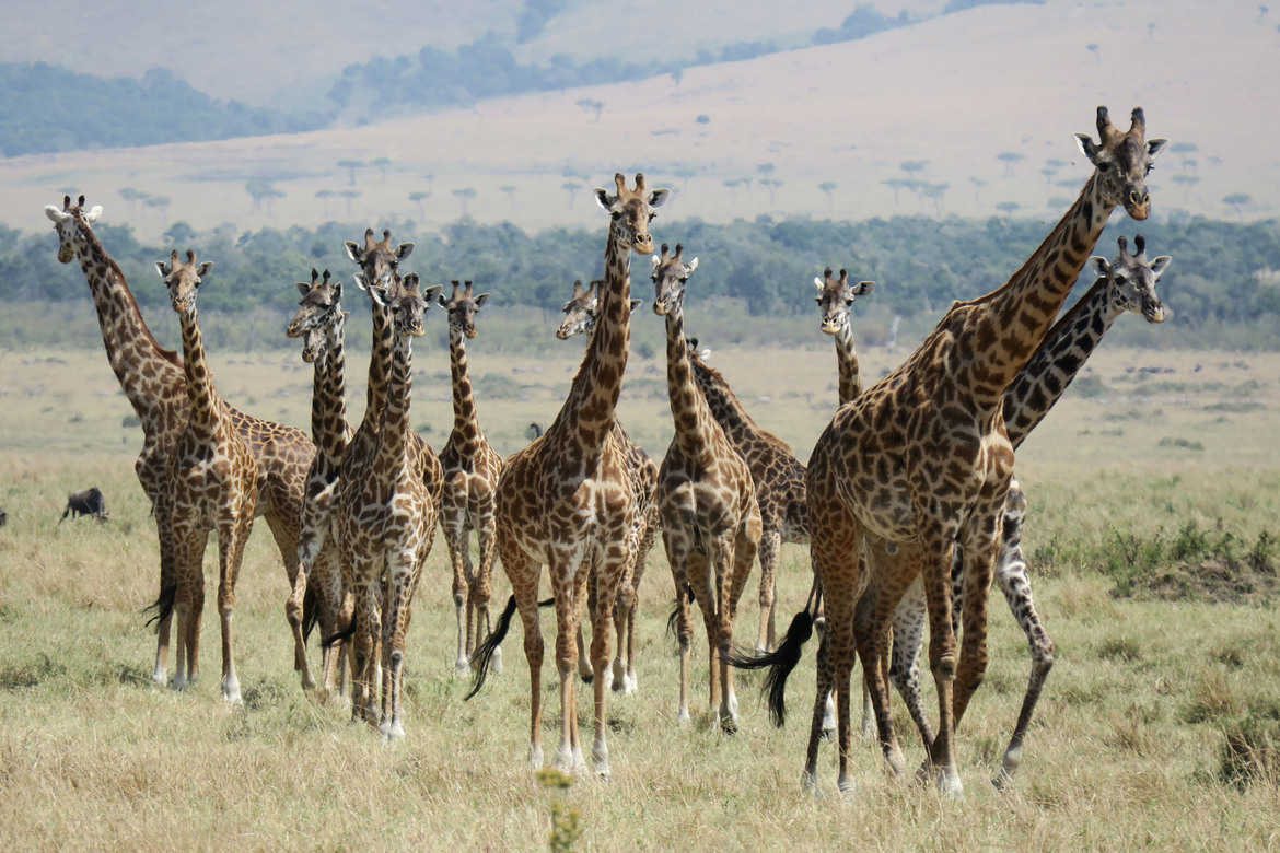 giraffe, giraffe photos, giraffe images, kenya wildlife, kenya wildlife photos, african safari photos, giraffes in kenya, Maasai Mara, Maasai Mara wildlife photos, Maasai Mara wildlife
