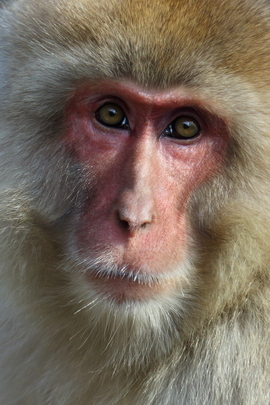 japanese snow monkey, japanese snow monkey photos, Japan wildlife, primates in Asia, primates in japan, Jigokudani monkey park