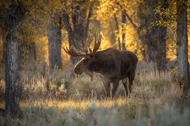 Grid 0536 early morning moose