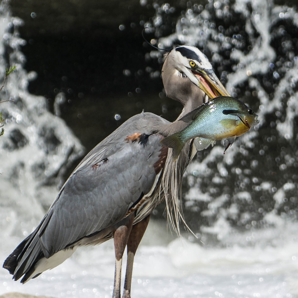 great blue heron, Mckinney Falls State Park, United States of America