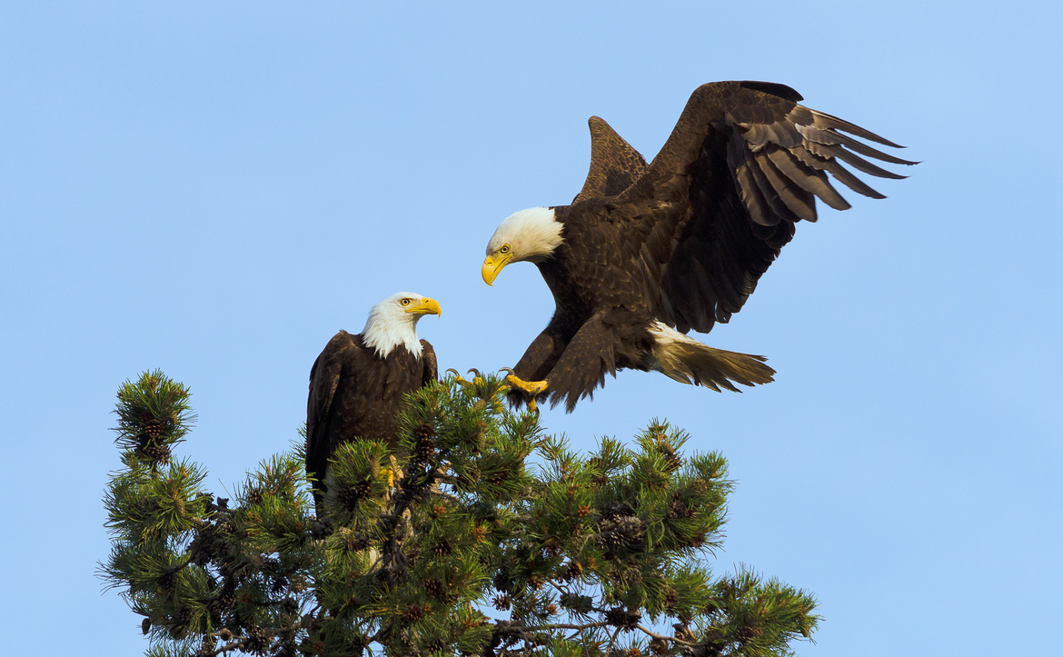 Bald Eagle, Shevlin Park, Bend, Oregon, United States of America
