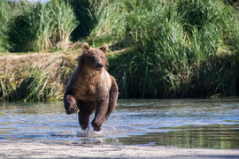 Grid mama bear kuliak bay