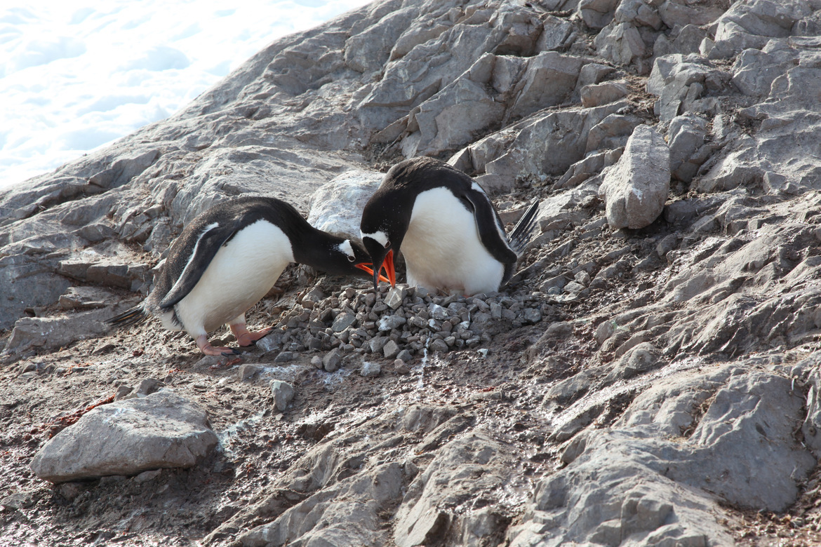Gentoo Penguins, Antarctica, Antarctica