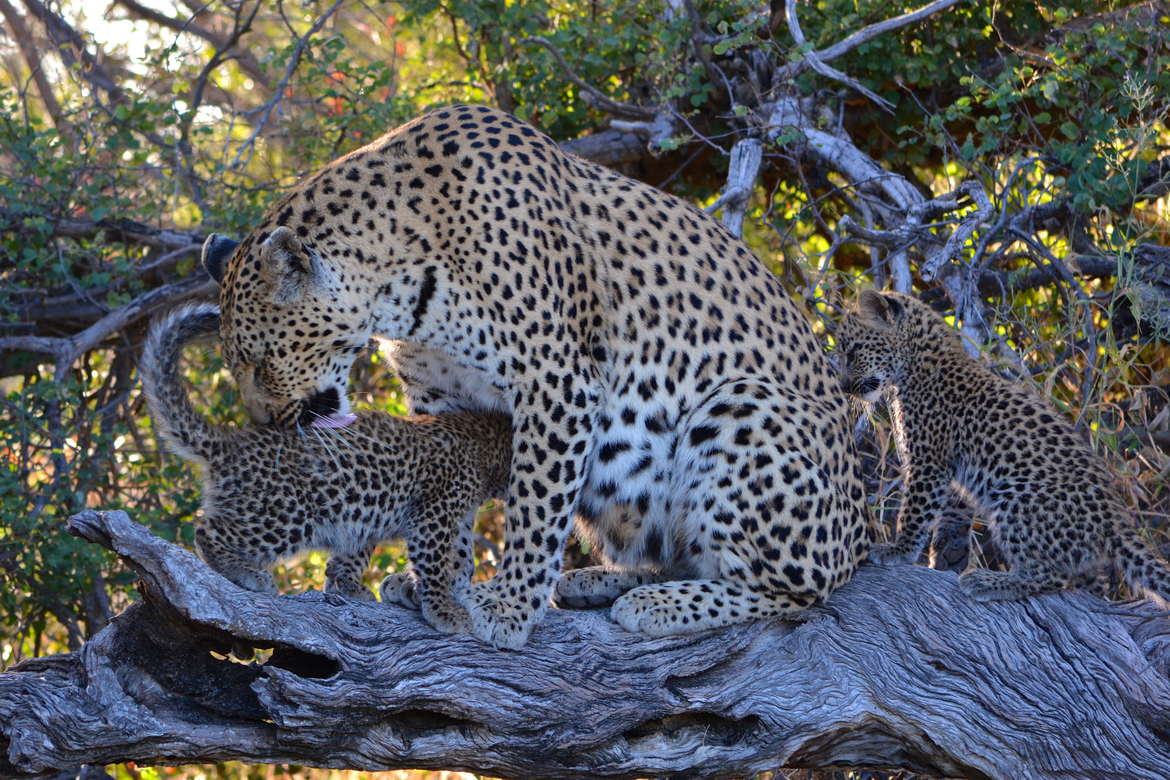 Leopard, Okavango Delta, Botswana
