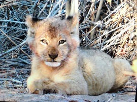 Grid baby lion photo