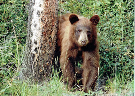 Grid bear by tree05062017