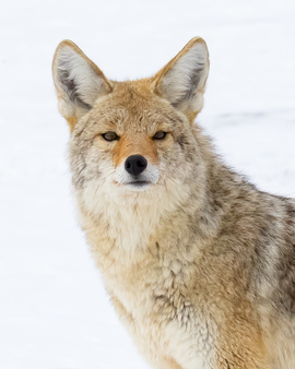 Grid coyote   nathab
