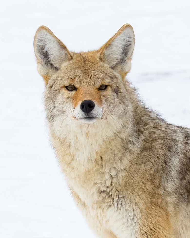Coyote, Yellowstone National Park, United States of America