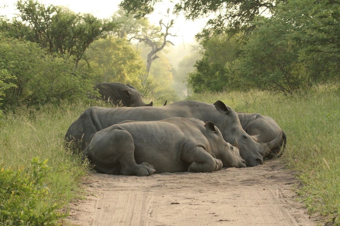 Rhinoceroses, Sabi Sand Reserve, South Africa