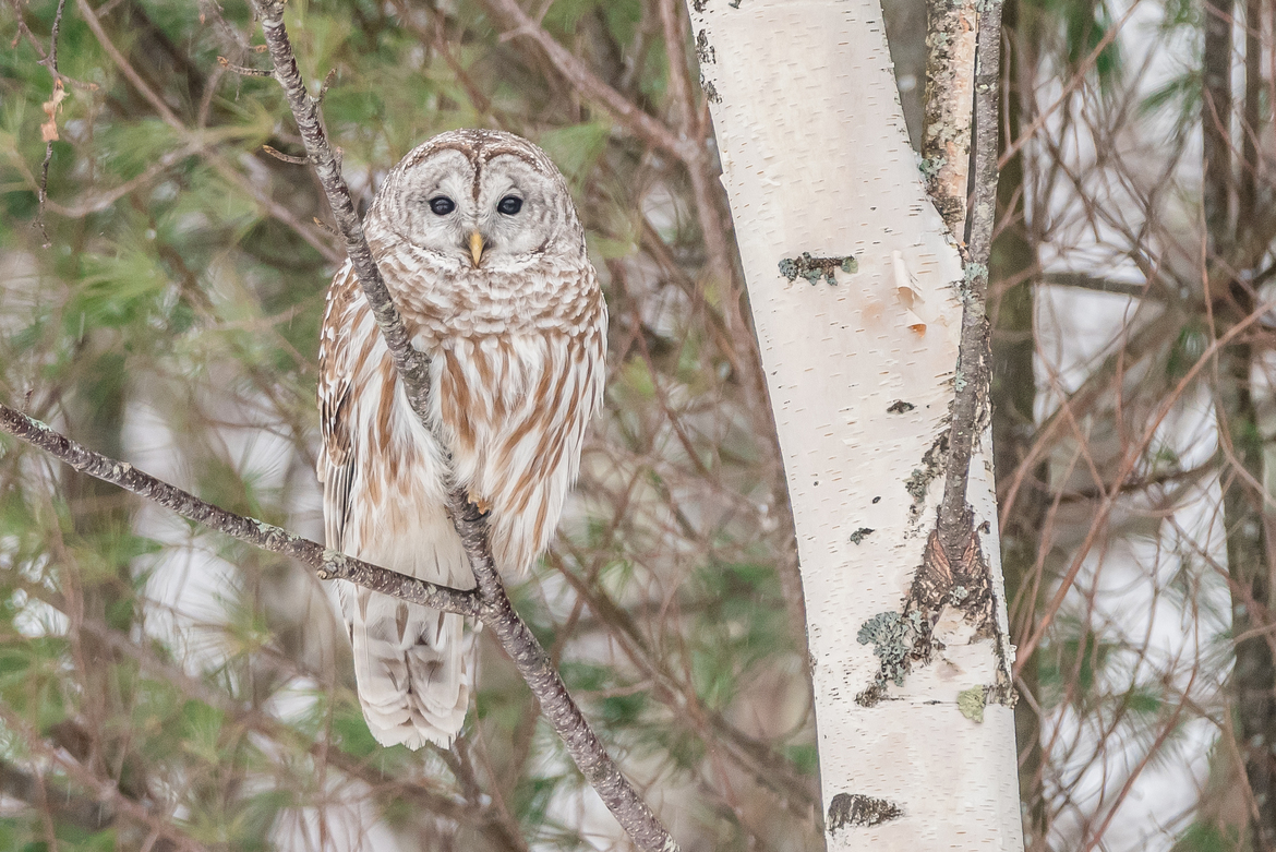 Strix varia/ Barred Owl, Gilsum, New Hampshire, United States of America