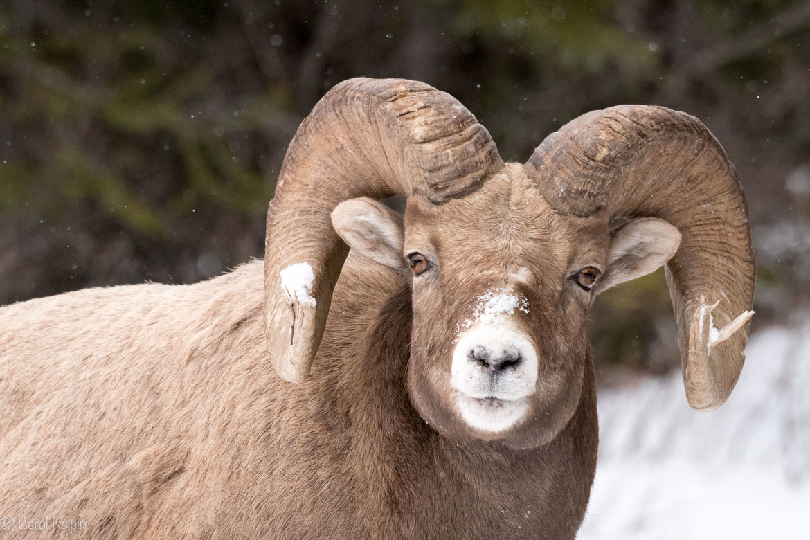 Bighorn Sheep, Jasper , Canada