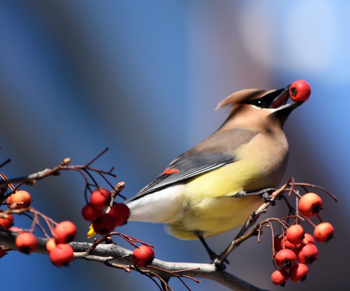 Cedar Waxwing, Cambridge, Massachusetts, United States of America