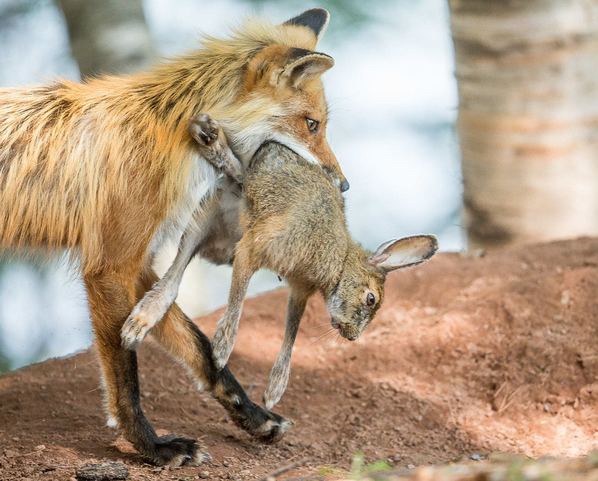 Red Fox, Nova Scotia, Canada, Canada