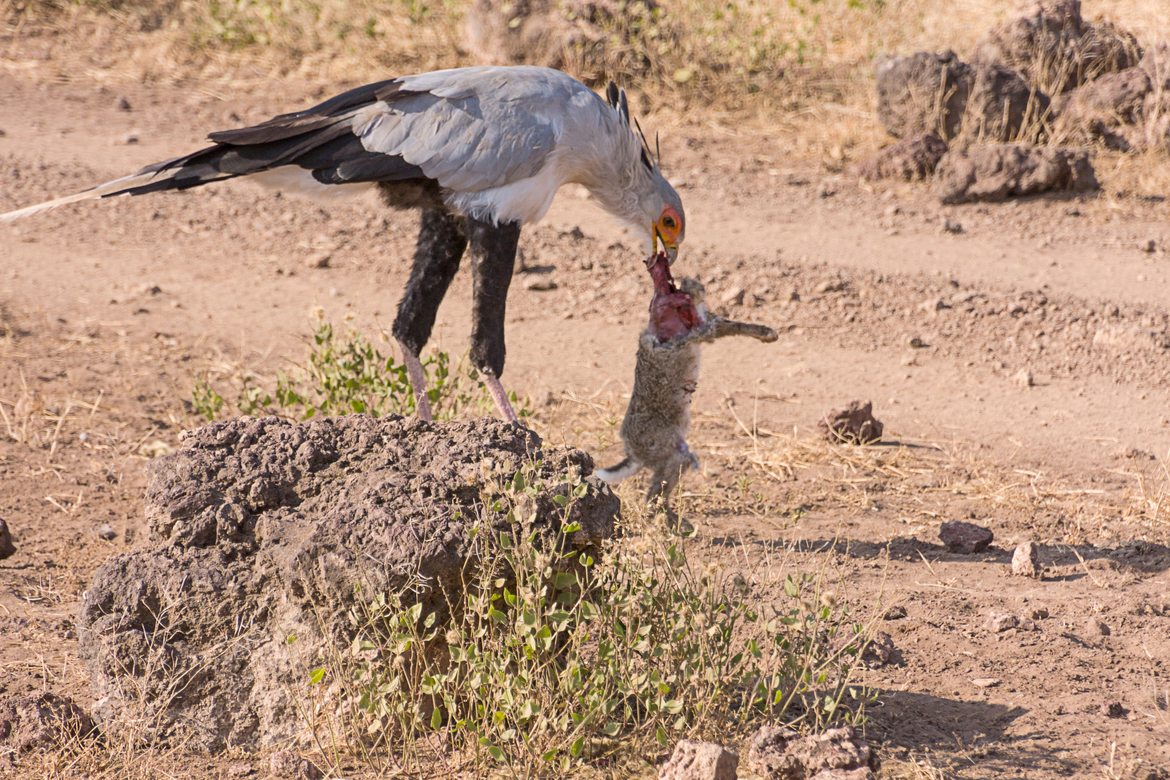 Secretary Bird, Serengeti, Kenya