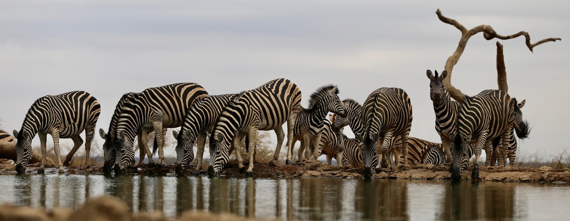 Zebra, Madikwe Game Reserve, South Africa