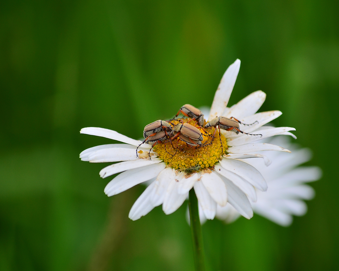 Rose Chafer (Macrodactylus subspinosus), Silver Cliff, WI, United States of America