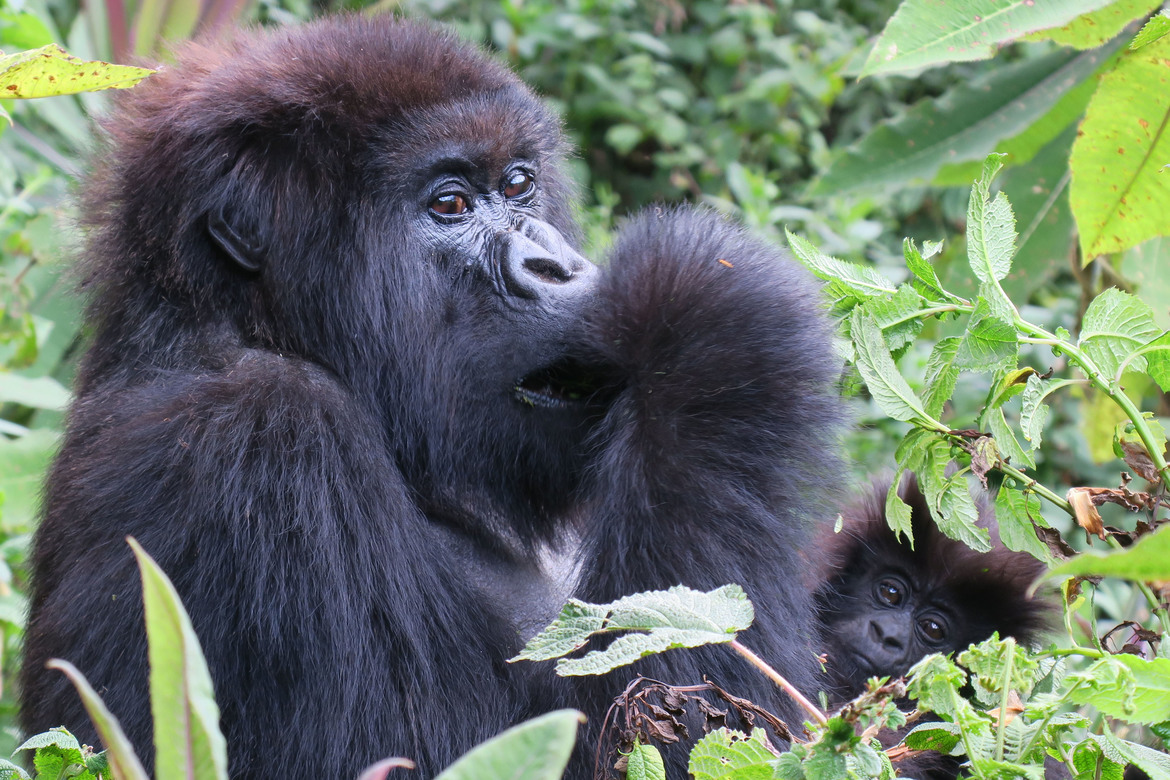 Mountain Gorilla, Virunga Mountains, Volcanoes National Park, Rwanda