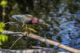 Grid little green heron hr2017