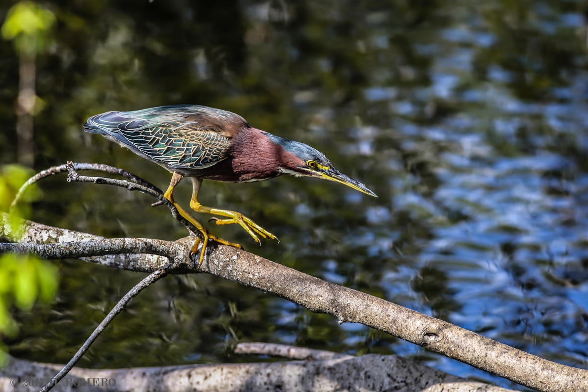 Little Green Heron also known as Green-Backed Heron, Venice Rookery, Venice, FL , United States of America