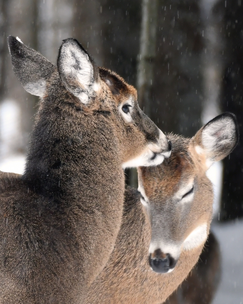 AMERICAN WHITE TAILED DEER, COOS, COUNTY NH, United States of America