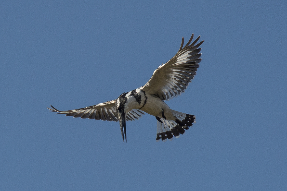 Pied Kingfisher, Vumbura Plains, Botswana