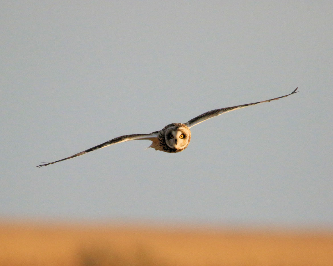 Short-eared owl, Bombay Hook National Wildlife Refuge, Kent County, Delaware, United States of America