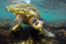 Grid napili honu 12x18