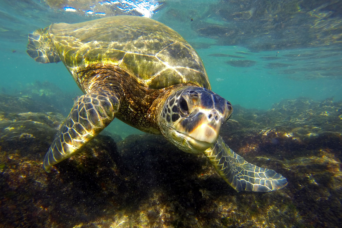 Green Sea Turtle, Napili Bay, Maui, United States of America
