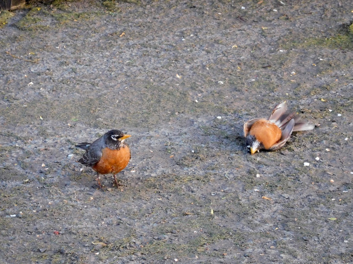American Robin, Northeast , United States of America