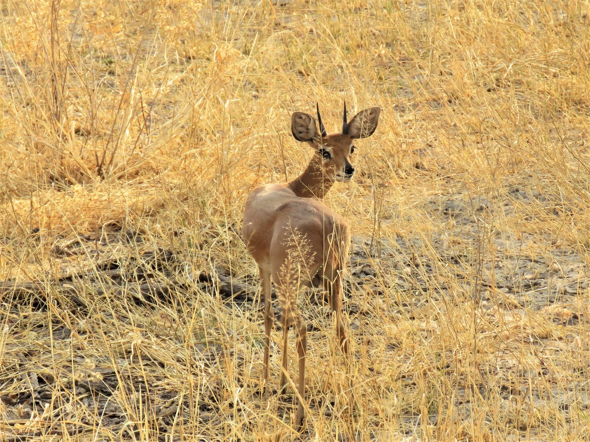 Steenbok, Chobe, Botswana