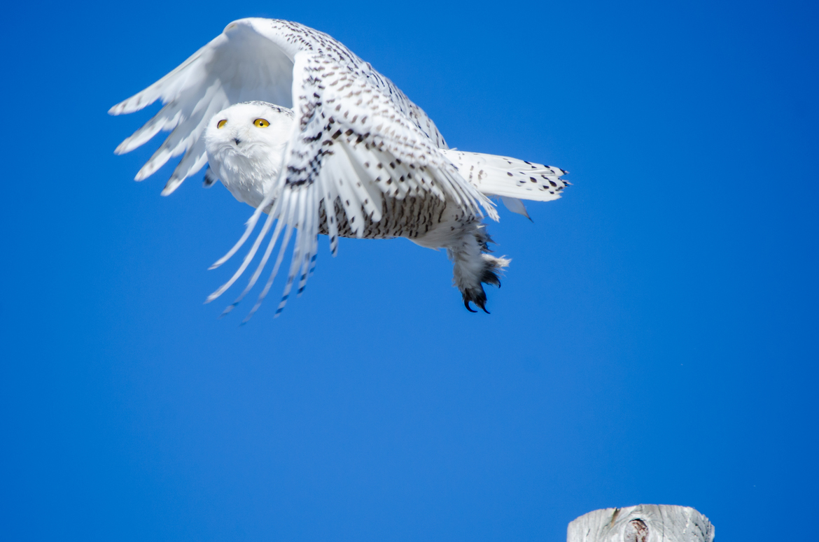 Snowy Owl, Parker River National Wildlife Refuge, United States of America