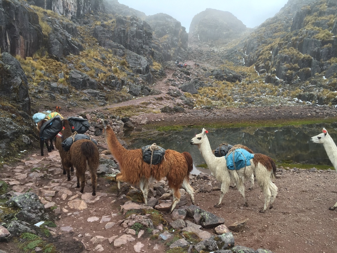 Alpacas , Lares Trek, Peru