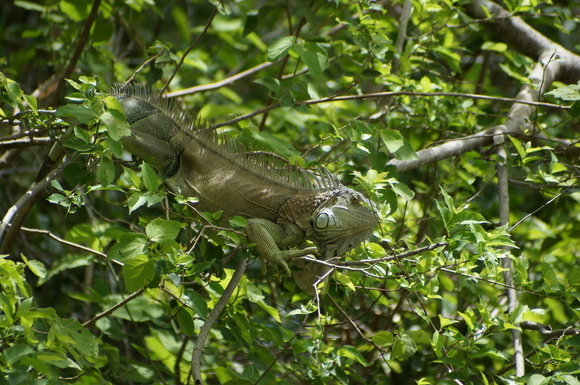 Green Iguana , Palo Verde , Costa Rica