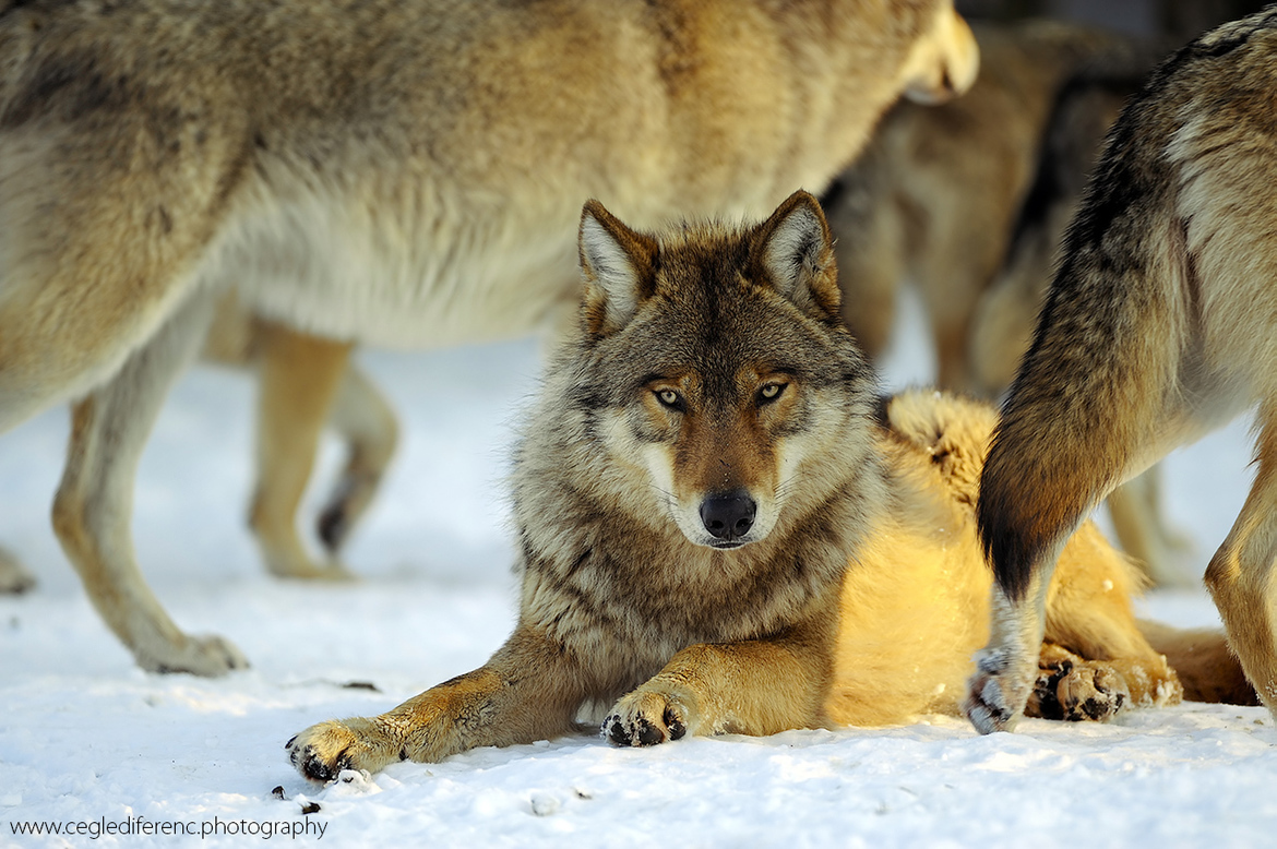 Grey Wolf (Canis lupus), Rocky Mountain, Canada