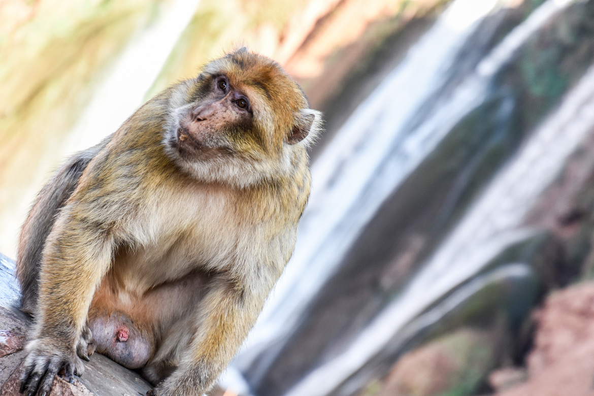 Monkey, Ouzoud Waterfall, Morocco