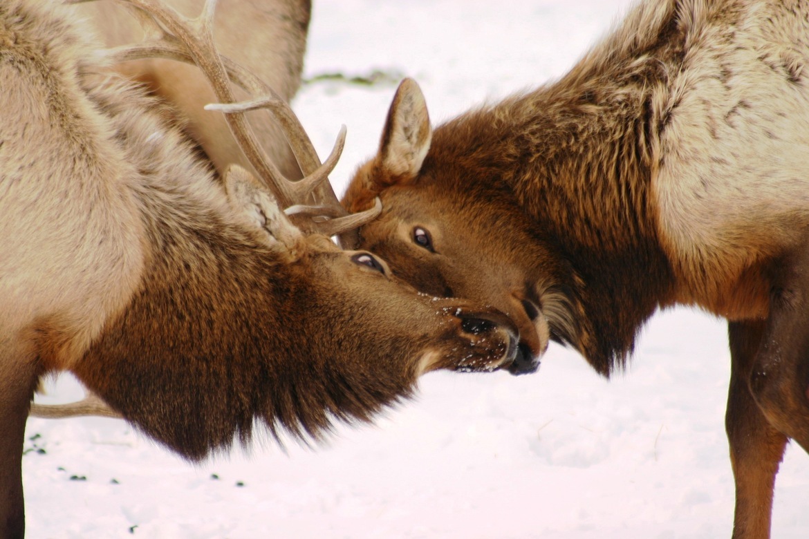 elk bulls, antlers, Yellowstone National Park, travel photography