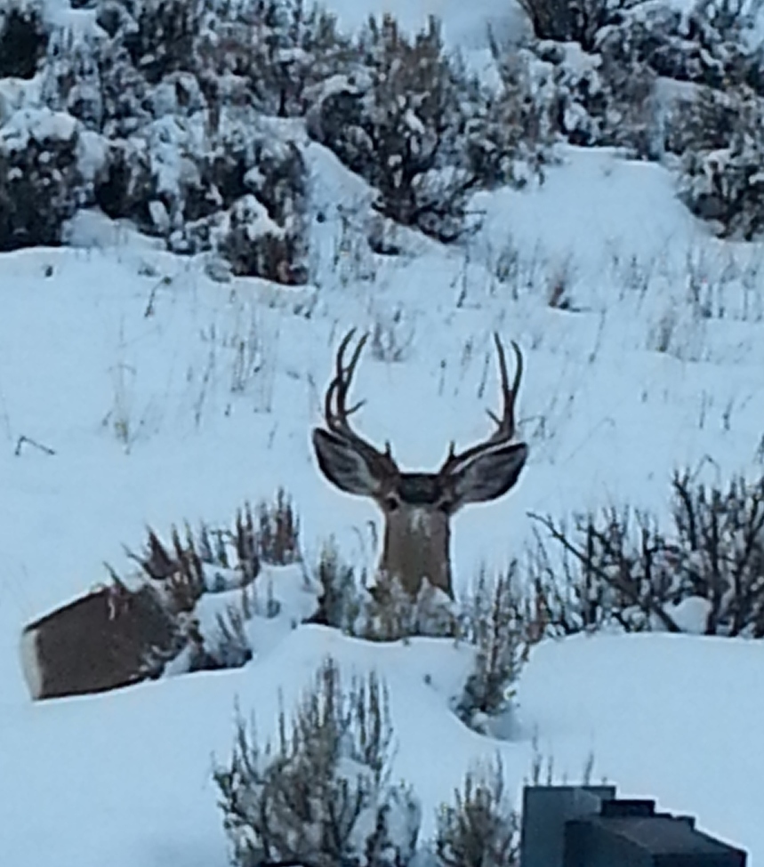 White Tail Deer, PINON RIDGE NEW MEXICO, United States of America