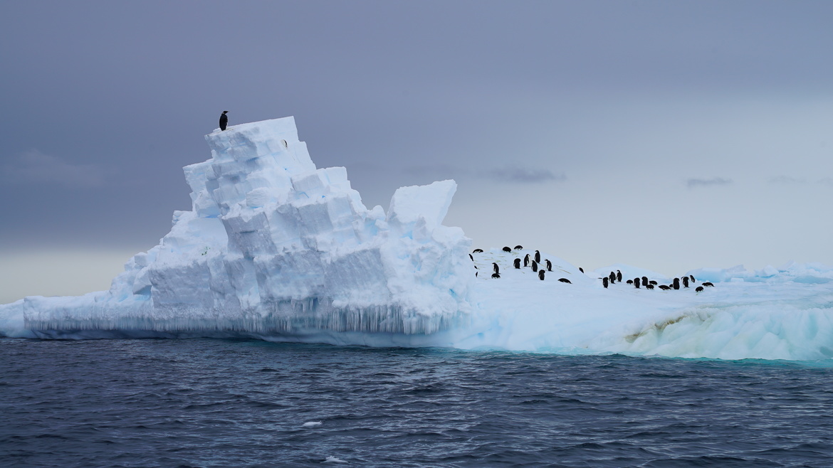 Emperor and Adélie Penguins, Ross Sea, Antarctica