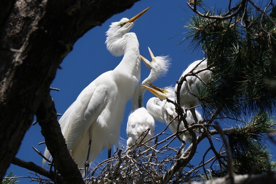 Heron, Alameda, CA, United States of America