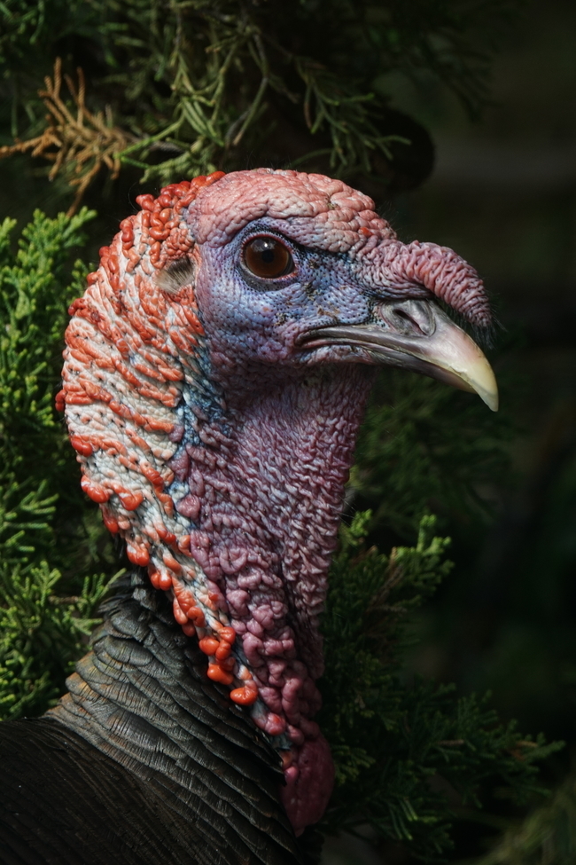 Turkey, Wanlunt Creek, CA, United States of America