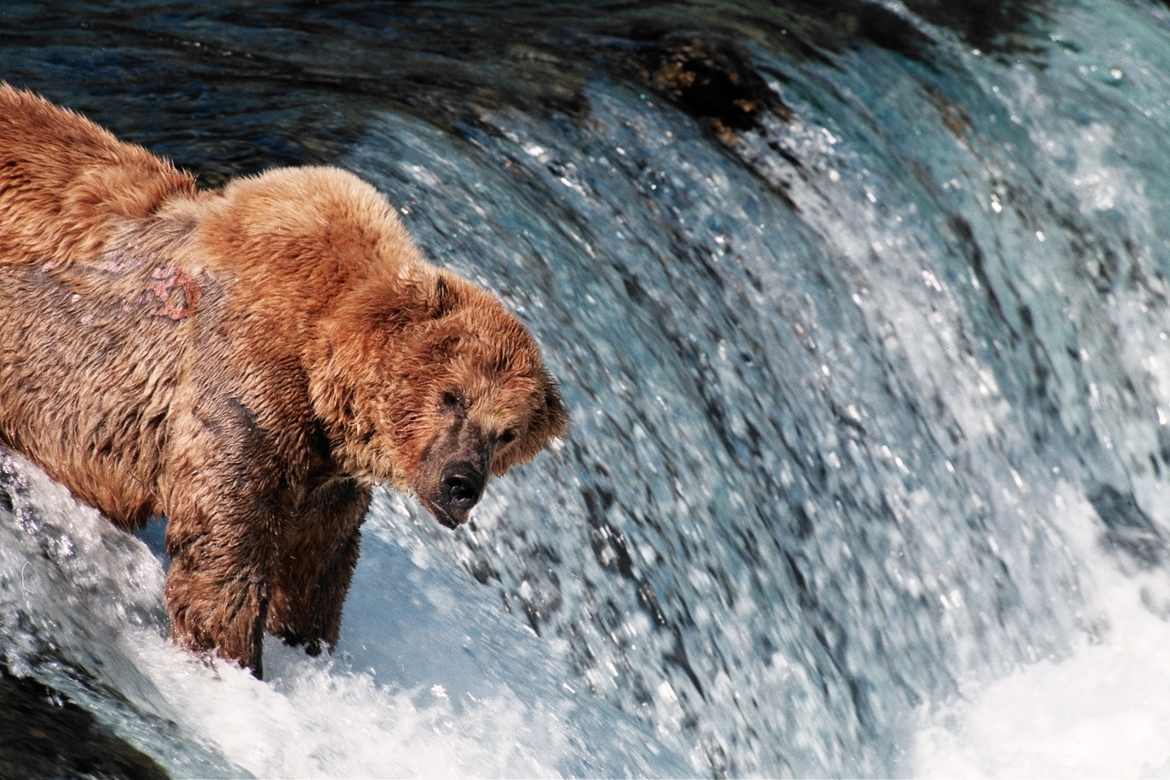 Brown bear, Katmai National Park, Alaska, United States of America