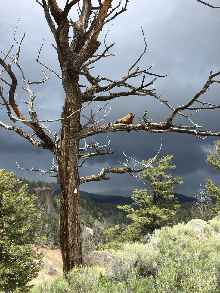 Marmont , Yellowstone National Park, United States of America