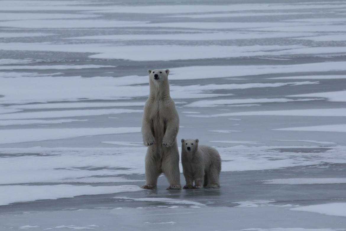 Polar Bear, Churchill, Manitoba, Canada