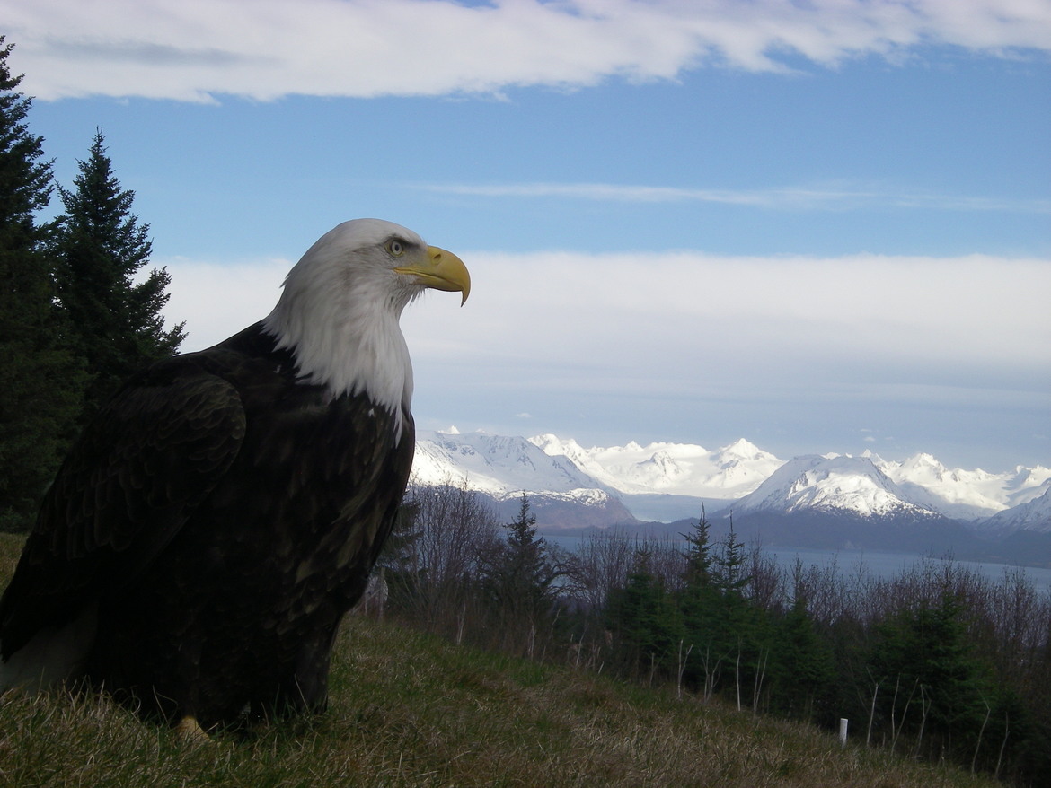 Bald Eagle, Homer, Alaska, United States of America
