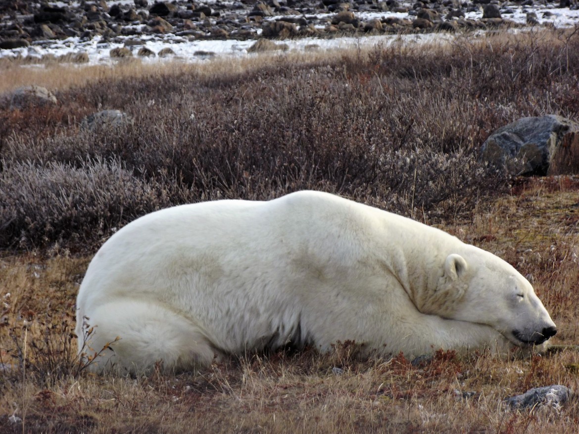 Polar Bear, Churchill, Manitoba, Canada