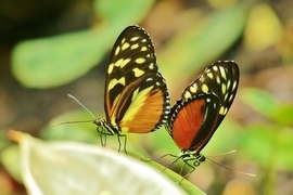 Grid mr   mrs butterfly man kay koon