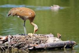 Grid sandhill crane nesting man kay koon
